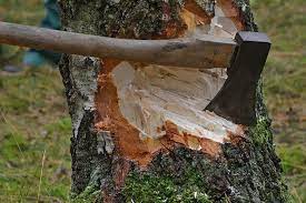 Житель Вельска, незаконно вырубивший 57 кубов леса, получил штраф в 30 000 рублей
